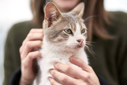 The Benefits of Having a Memorial Service for Your Pet
