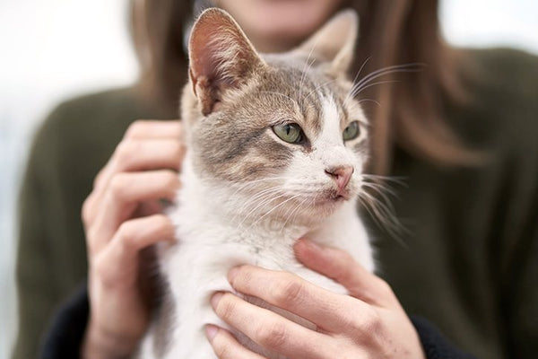The Benefits of Having a Memorial Service for Your Pet
