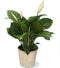 Peace Lily