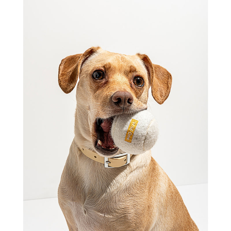 dog with a ball in its mouth